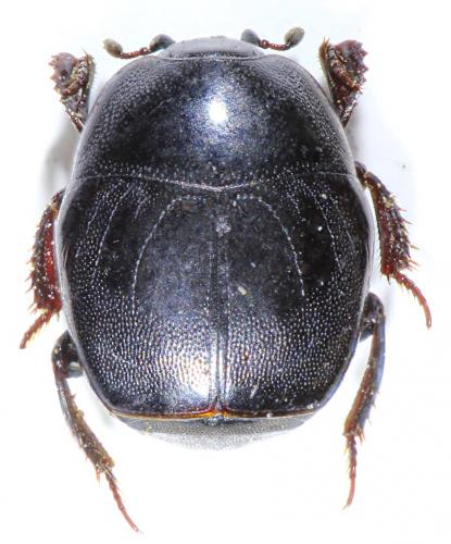 Réf. 195 487 : Saprinus aegialius